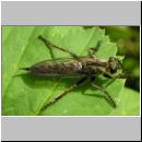 Tolmerus atricapillus - Raubfliege w04.jpg